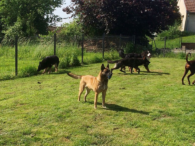 pension chien haute saone