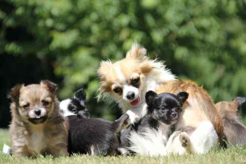 pension chien herouville saint clair