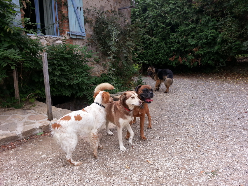 pension chien herouville saint clair Garde de chiens