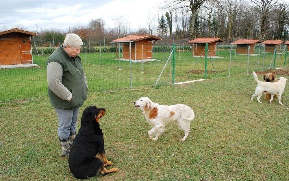 pension chien herouville saint clair