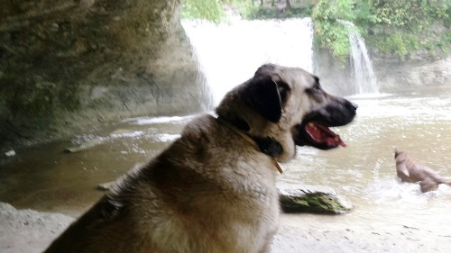 pension chien herouville saint clair