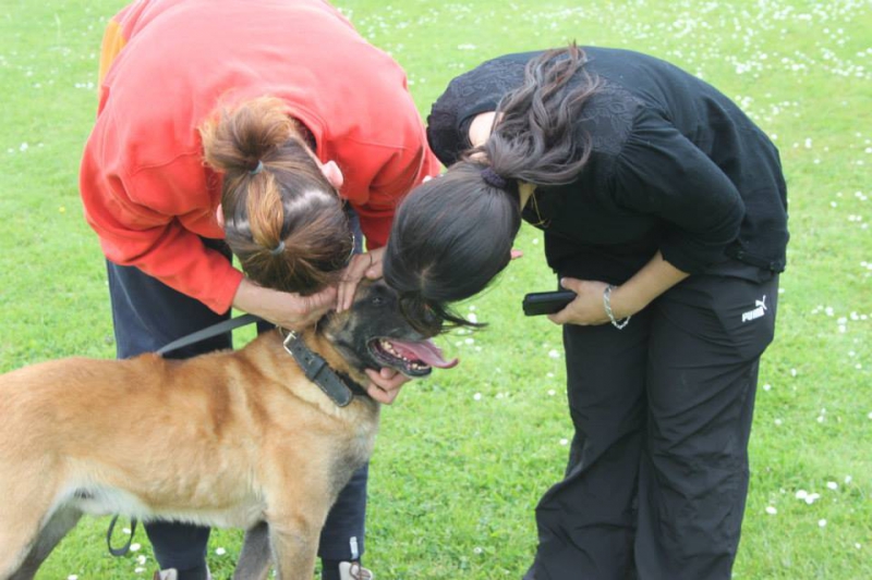 pension chien heudreville sur eure