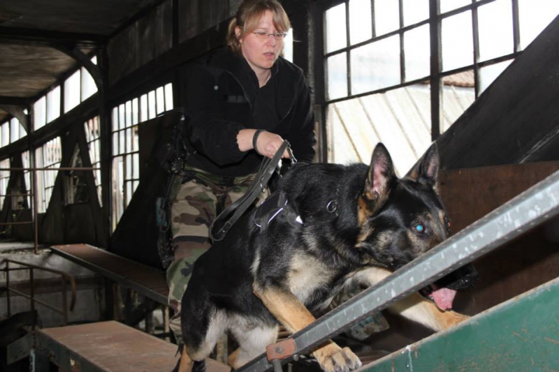 pension chien heudreville sur eure