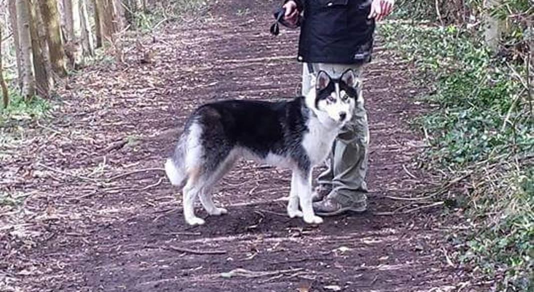 pension chien heudreville sur eure