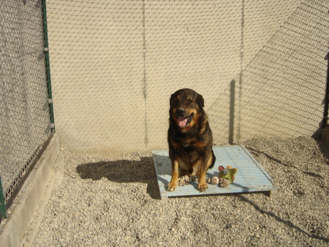 pension chien heudreville sur eure
