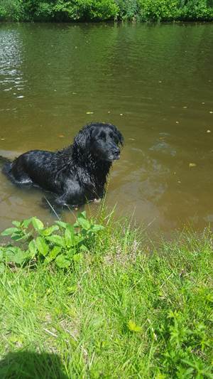 pension chien ille et vilaine