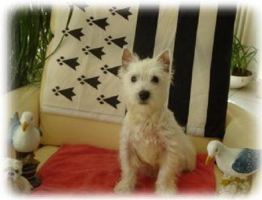 pension chien ille et vilaine