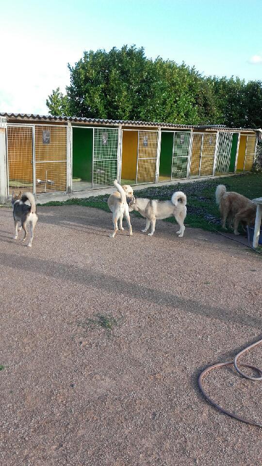 pension chien ille et vilaine