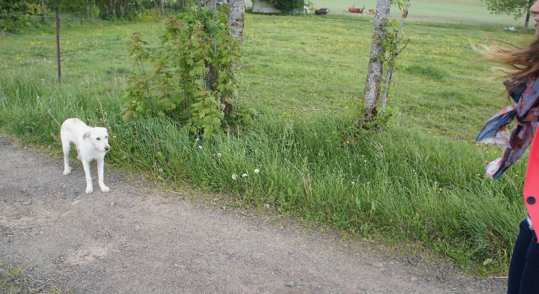 pension chien istres