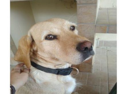 pension chien istres