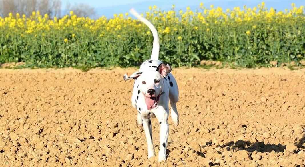 pension chien istres