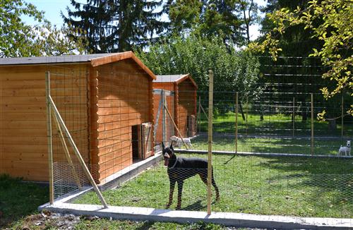 pension chien istres