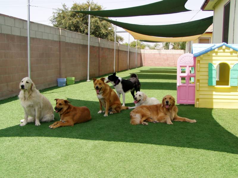 pension chien istres