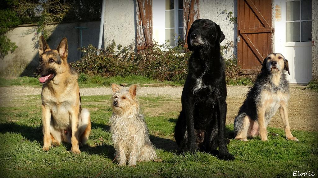 pension chien jouy le potier