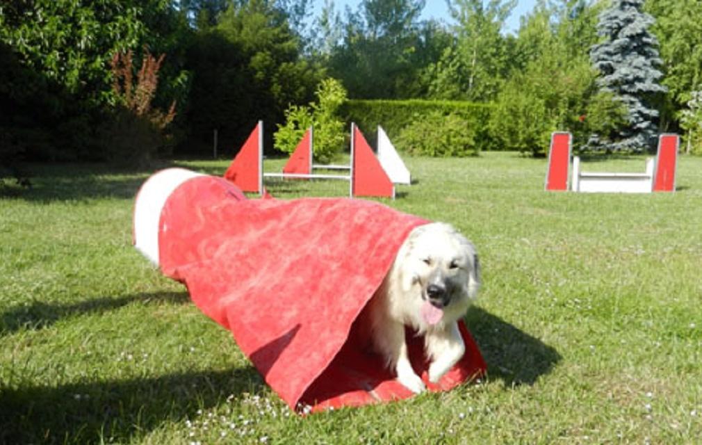 pension chien jouy le potier