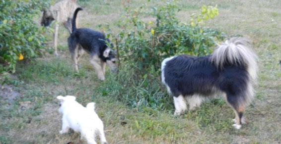 pension chien jouy le potier