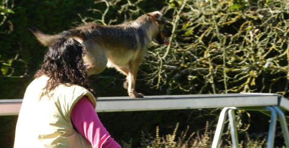 pension chien jouy le potier