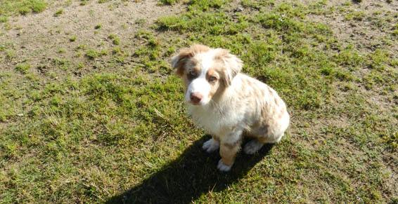pension chien jouy le potier