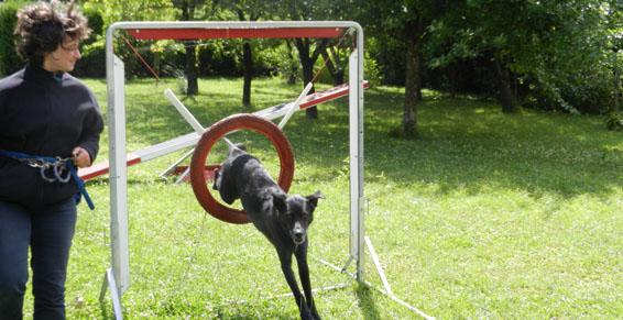 pension chien jouy le potier