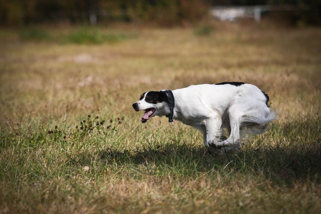pension chien jouy le potier