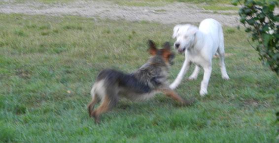 pension chien jouy le potier