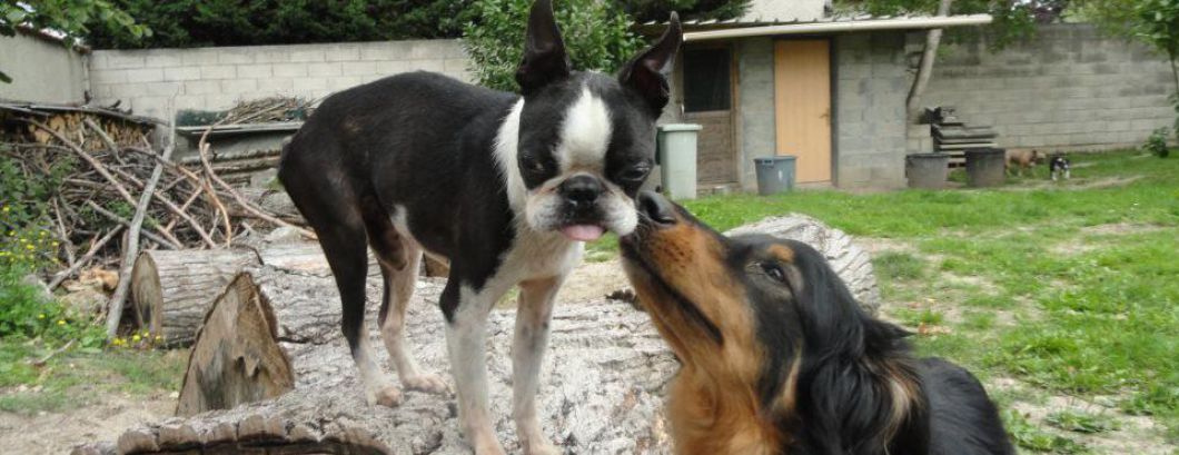 pension chien marne