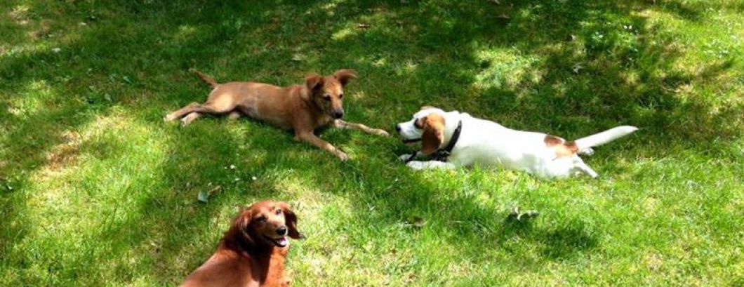 pension chien marne