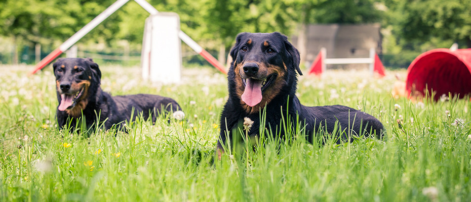 pension chien marne