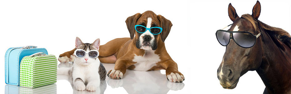 pension chien marne