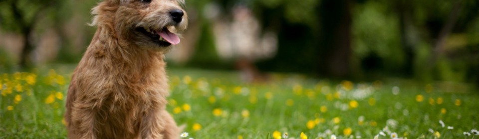 pension chien marne