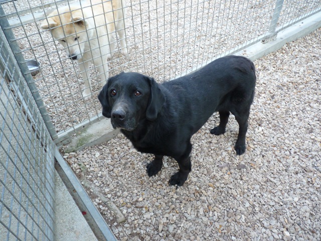 pension chien marseille