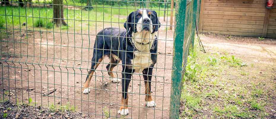 pension chien meaux