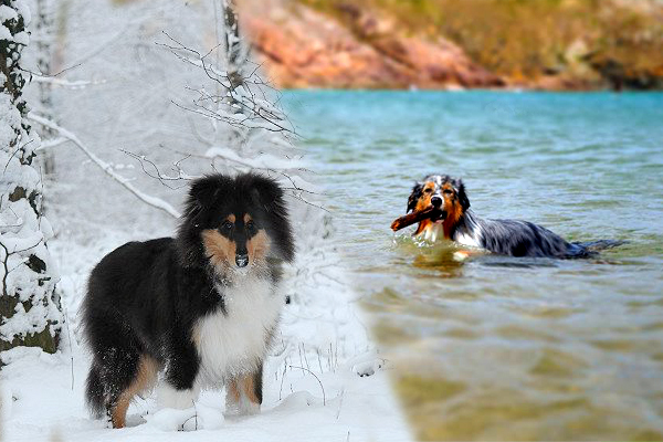 pension chien meaux
