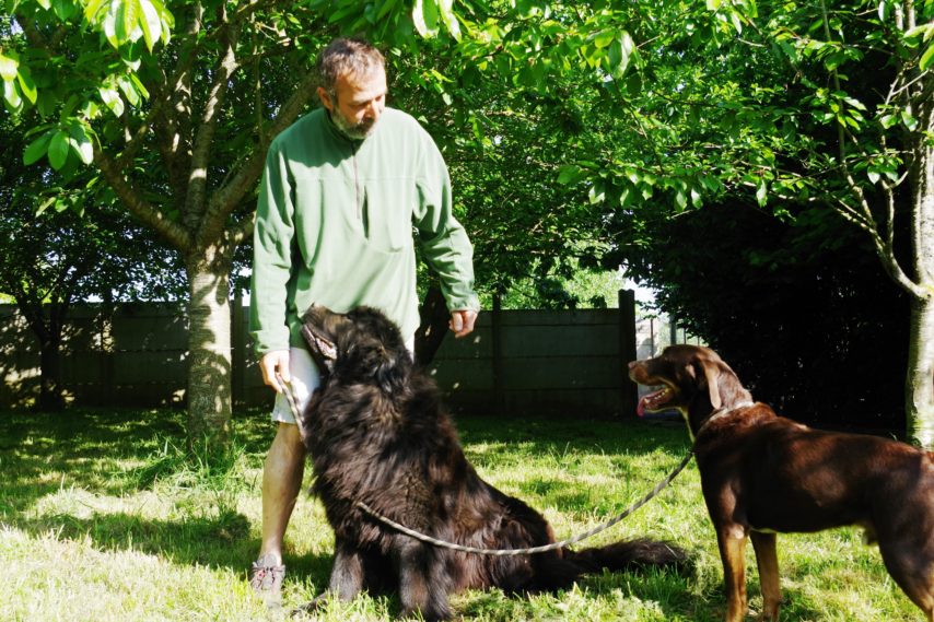 pension chien meaux