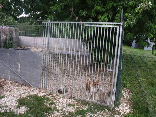 pension chien meaux