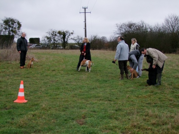 pension chien meaux