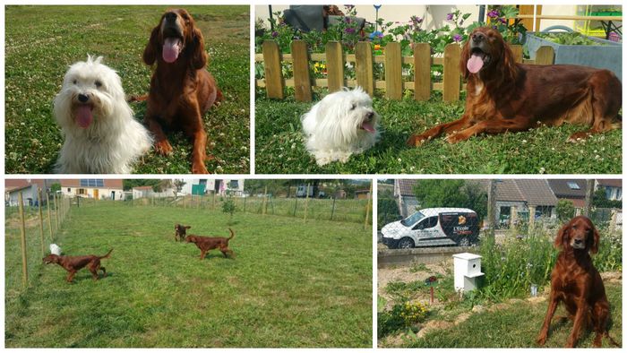 pension chien meaux
