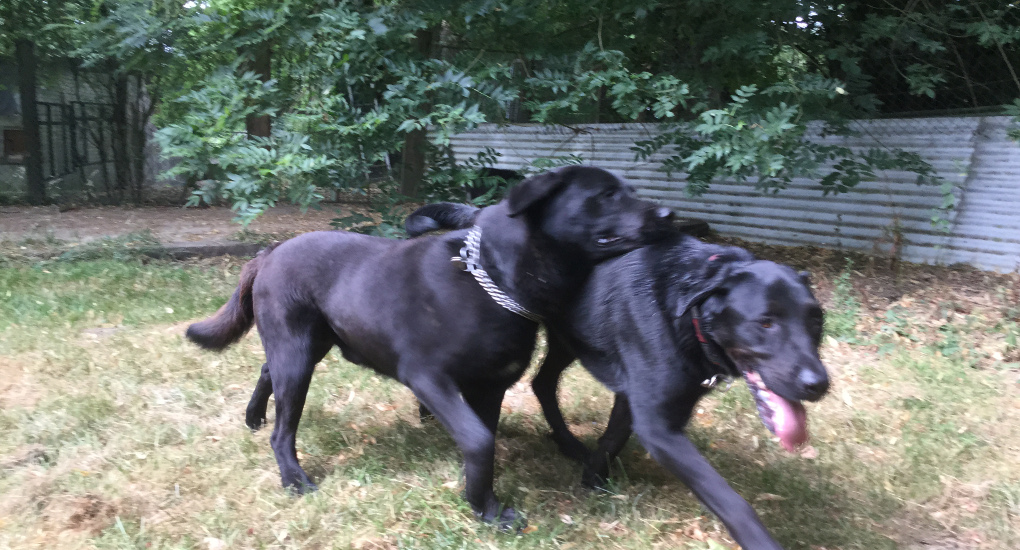 pension chien nevers