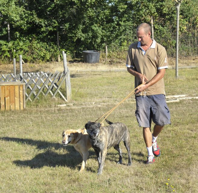 pension chien nevers