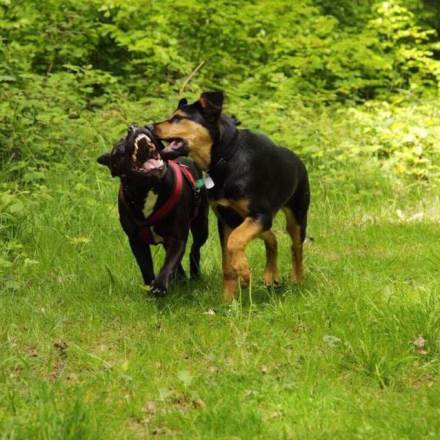 pension chien nevers