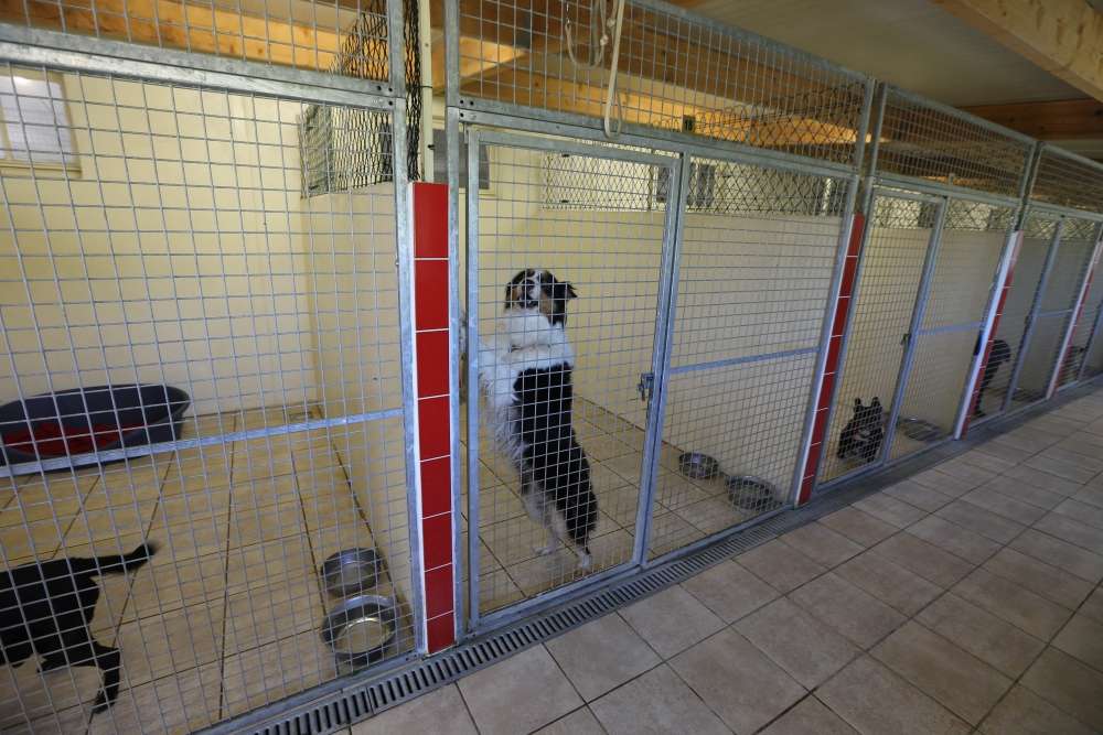 pension chien pau
