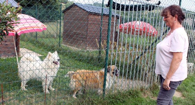 pension chien pau