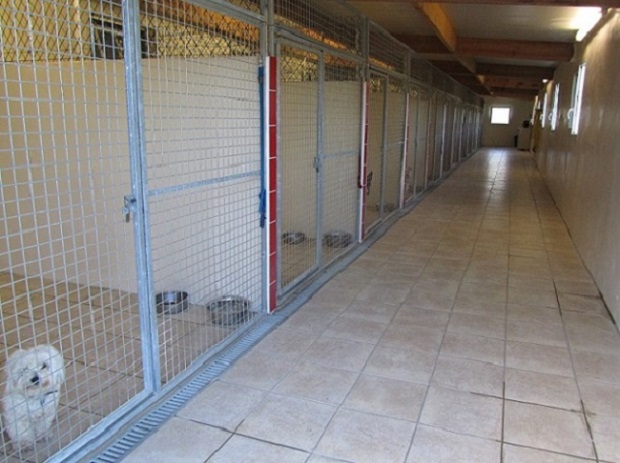 pension chien pau
