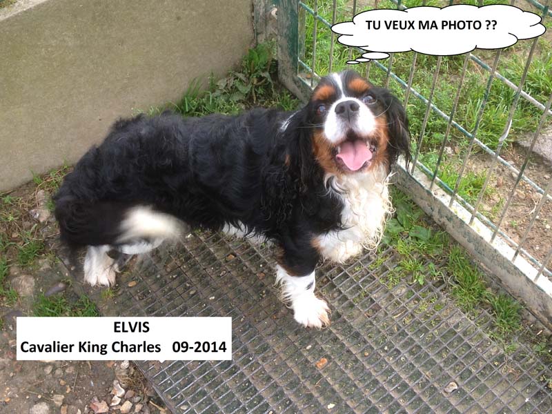 pension chien quevreville la poterie