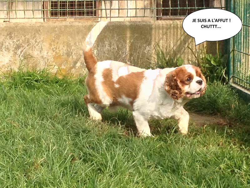 pension chien quevreville la poterie