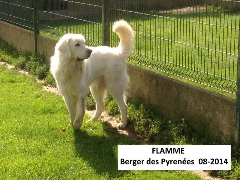 pension chien quevreville la poterie