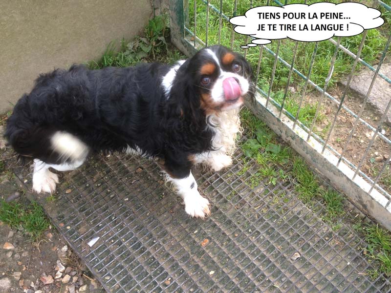 pension chien quevreville la poterie