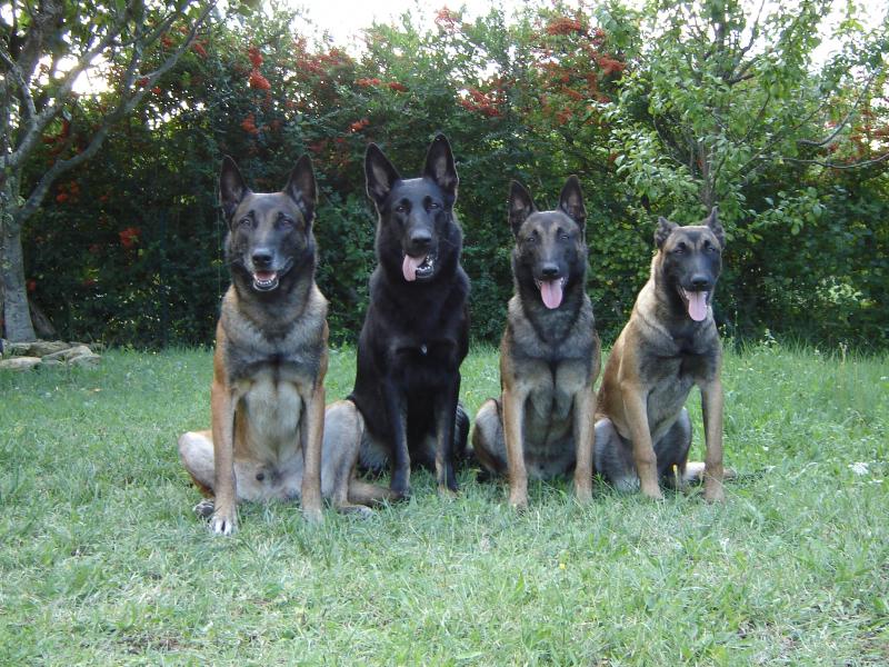 pension chien rochegude