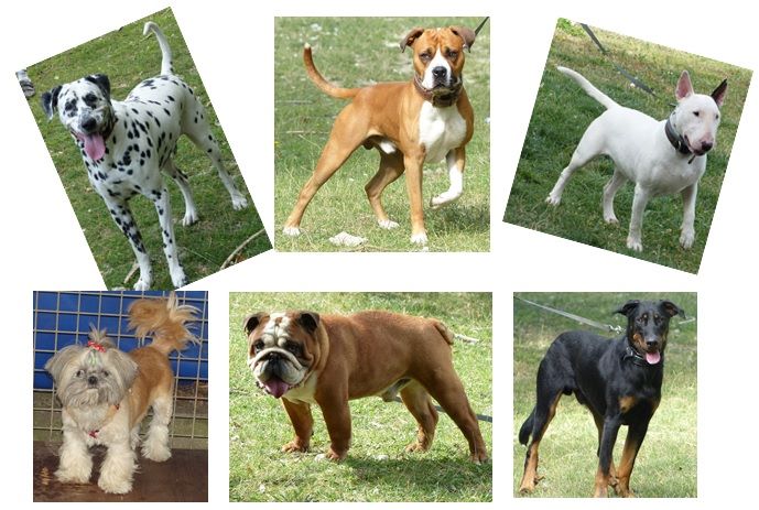 pension chien rochegude
