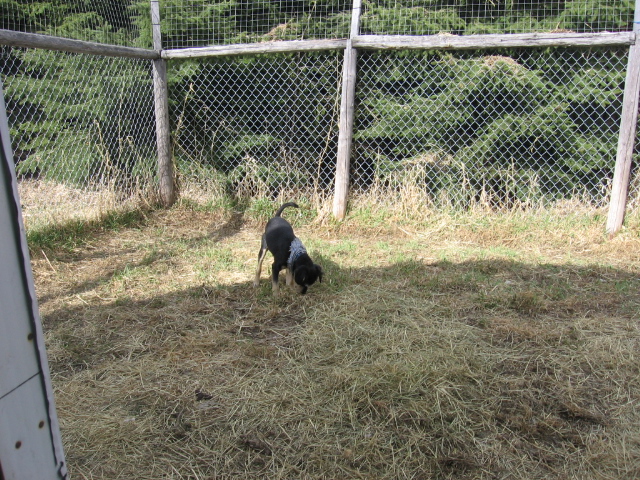 pension chien sans laisse